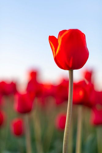 Bloeiende rode tulpen in een veld tijdens zonsondergang