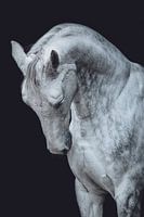 Fine art portret wit paard