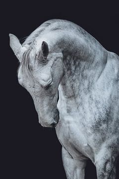 Fine art portret wit paard van Shirley van Lieshout