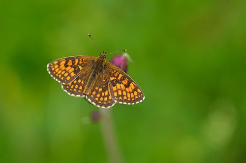 Kwartelkoning Fritillary