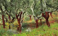 Kurkeiken in Extremadura