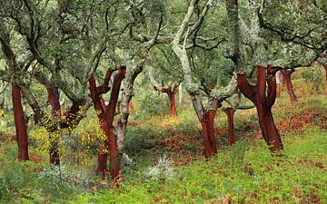 Kurkeiken in Extremadura van Jacques van der Neut