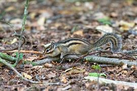 Siberian squirrel by Merijn Loch