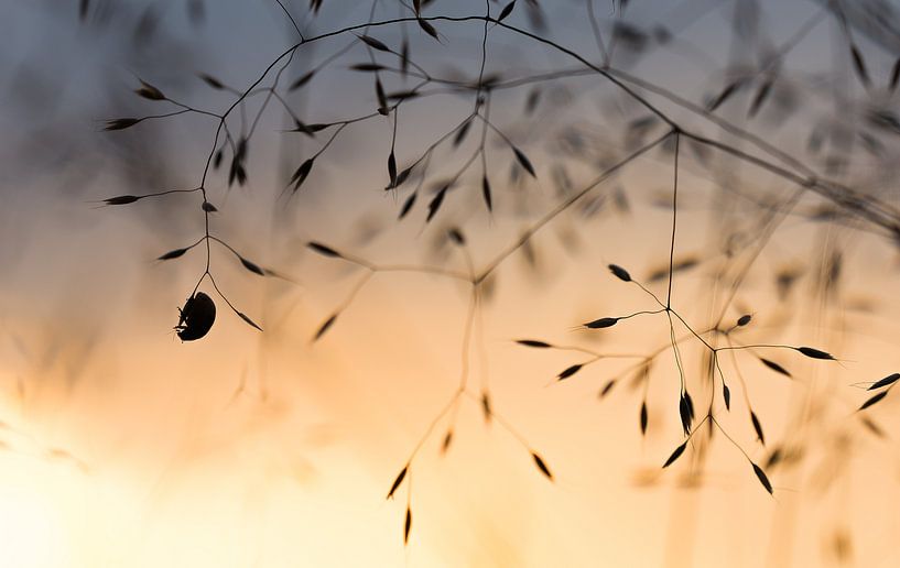 Ladybird in sunset by Danny Slijfer Natuurfotografie