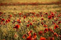 Coquelicots - Red Dream