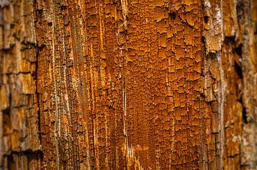 OUD HOUT II van Ullrich Gnoth