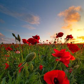 Le coquelicot dans la dernière lumière ! sur Karin de Bruin