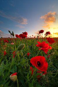 Mohn im letzten Licht!