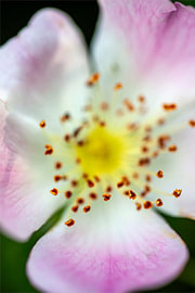 wildRose van fantasina
