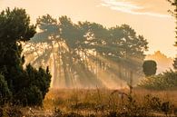 Zonneharp van Rene Wolf thumbnail