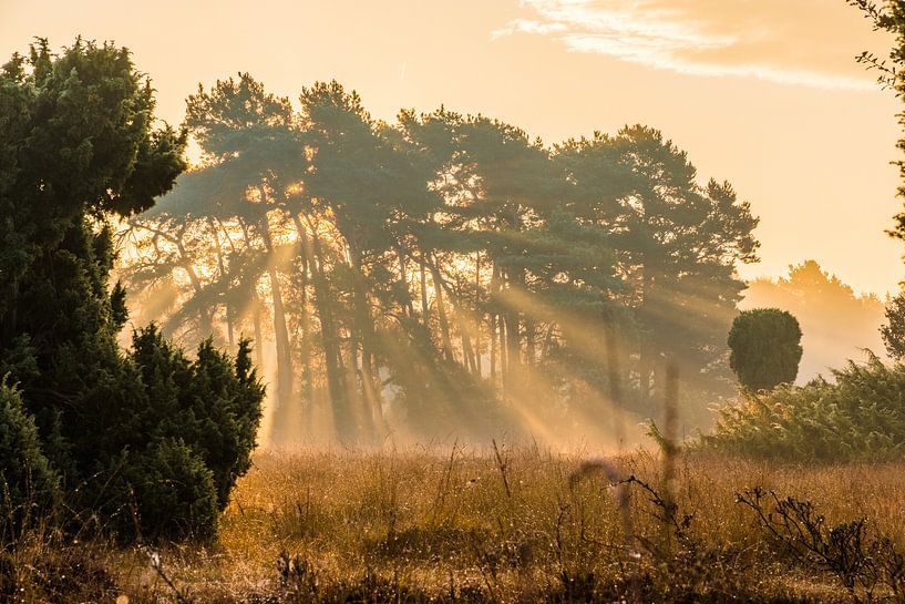 Zonneharp van Rene Wolf