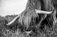 Schotse hooglander