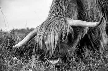 Schottischer Highlander