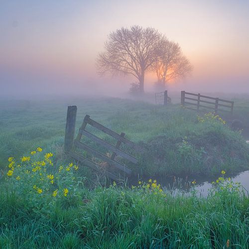 Morgenlicht über dem Polder von Bas Meelker