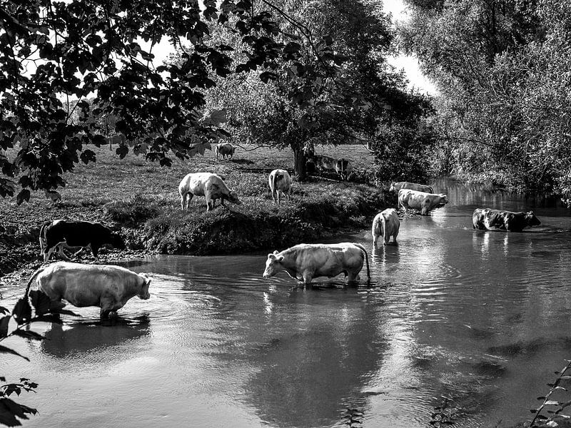 Badende koeien by Leo Langen