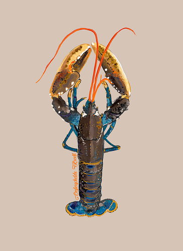Drawing of an Oosterschelde lobster