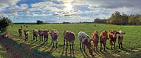 Panorama von Kühen auf einer Weide im Sonnenuntergang