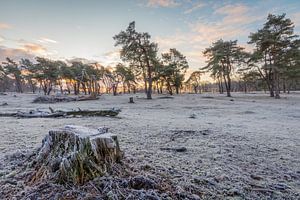 Cold morning van Max ter Burg Fotografie