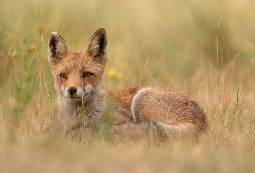 Verträumter Fuchs von Justin Bos