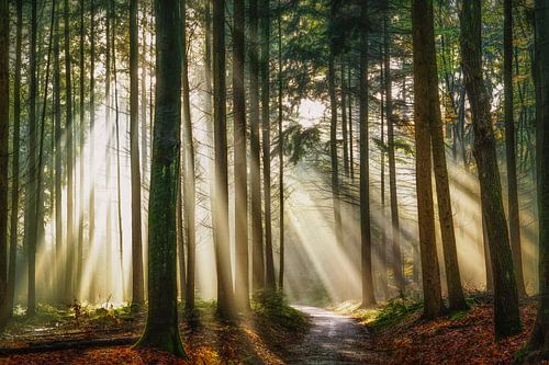 Un soupir de bonheur