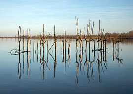Der Stiefelweg „Kleine Noordwaard“ im Biesbosch von Petra Kilwinger