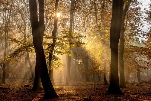 herfstkleuren in het beukenbos met zonnestralen door tegenlicht