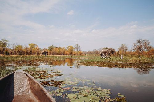 Un troupeau d'éléphants d'Afrique dans le delta de l'Okavango, vu depuis un canoë mokoro