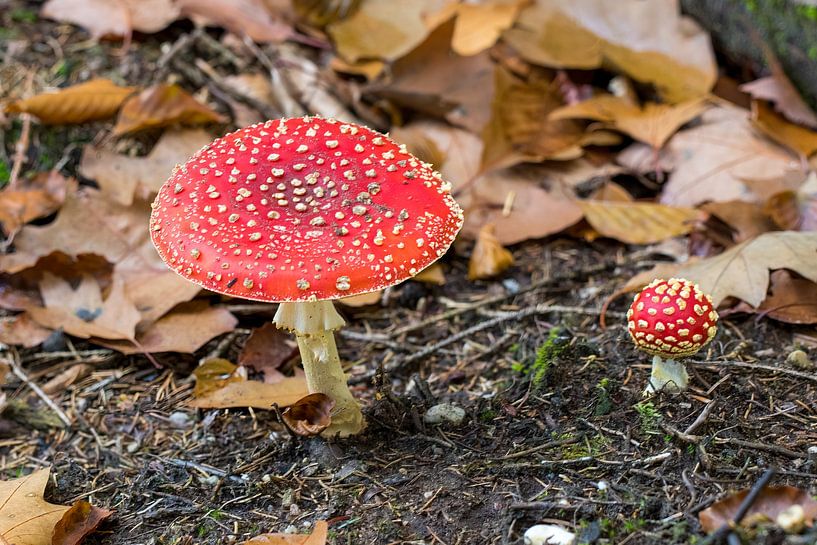 Amanite tue-mouches (Amanita muscaria) rouge avec des points blancs par whmpictures .com
