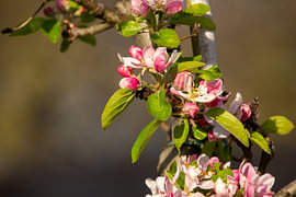 Nahaufnahme einer Blüte an einem Apfelbaum in einem Obstgarten in der Betuwe.