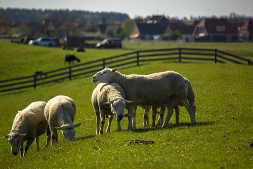 Schapen op de dijk van Terschelling
