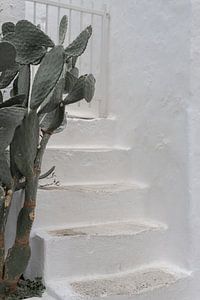 Cactus à Ostuni