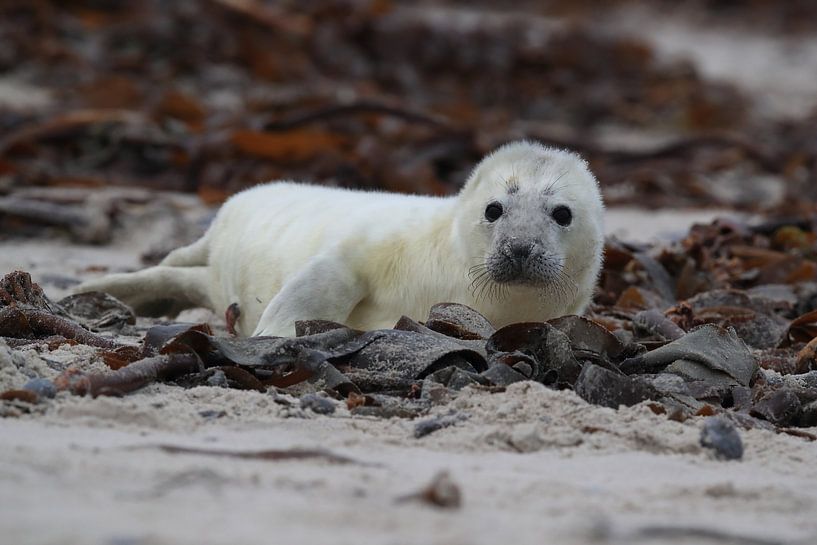 Grey Seal Howler Helgoland Island Germany by Frank Fichtmüller