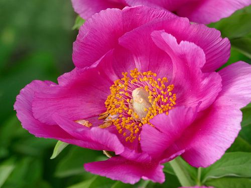 Romantische pioenroos