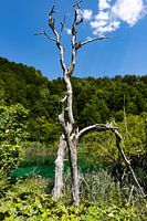 Arbre mort près d'un lac