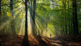 Placid Rays by Jeroen Lagerwerf
