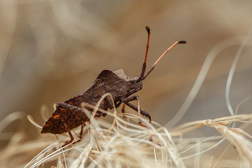 Shield bug by Creative Art Andreas Voigt
