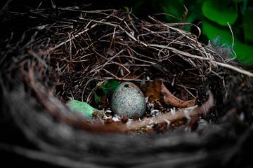 Achtergelaten Ei in Vogelnest van Jochem van der Meer