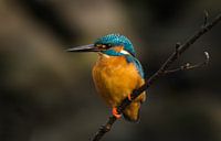 Kingfisher