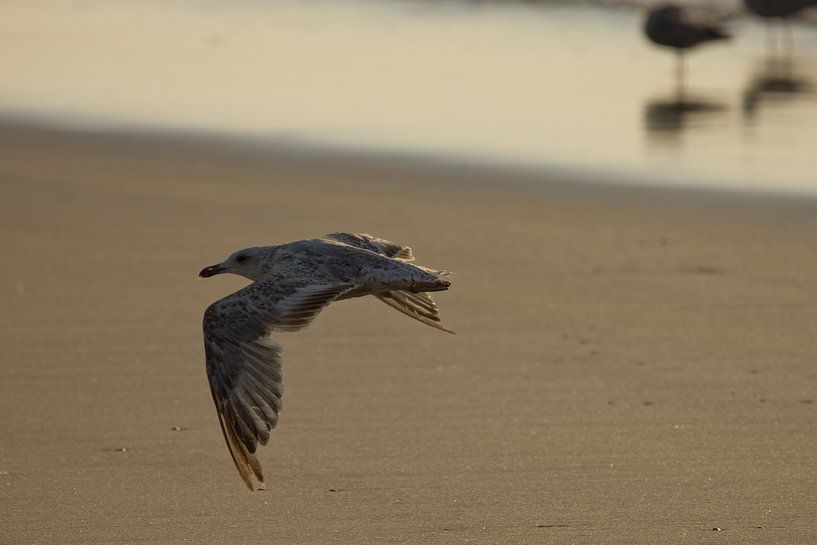 In vogelvlucht over het strand van Simone Meijer