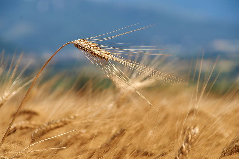 Detail Weizenfeld von Ad Jekel