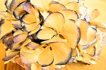 Close-up (macro) van gedroogde paarse hortensia (bloem) met bloemblaadjes in de diepte van Studio LE-gals