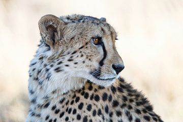 Jachtluipaard of Cheetah portret van Henk Bogaard