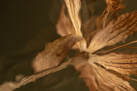 Réflexion abstraite - Reflet d'une fleur séchée aux couleurs chaudes