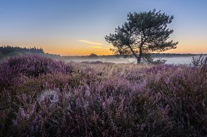 Lever de soleil avec brume et bruyère dans les Maasduinen