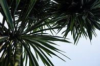 palmtree by Nienke Stegeman thumbnail