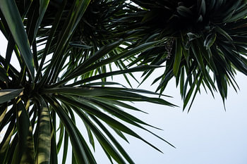 palmtree