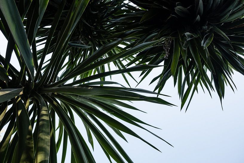 palmtree by Nienke Stegeman