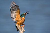 Ijsvogel in dreighouding
