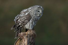 Ural Owl (Strix uralensis) by Ronald Pol
