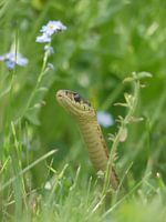 Eastern Ribbon Snake